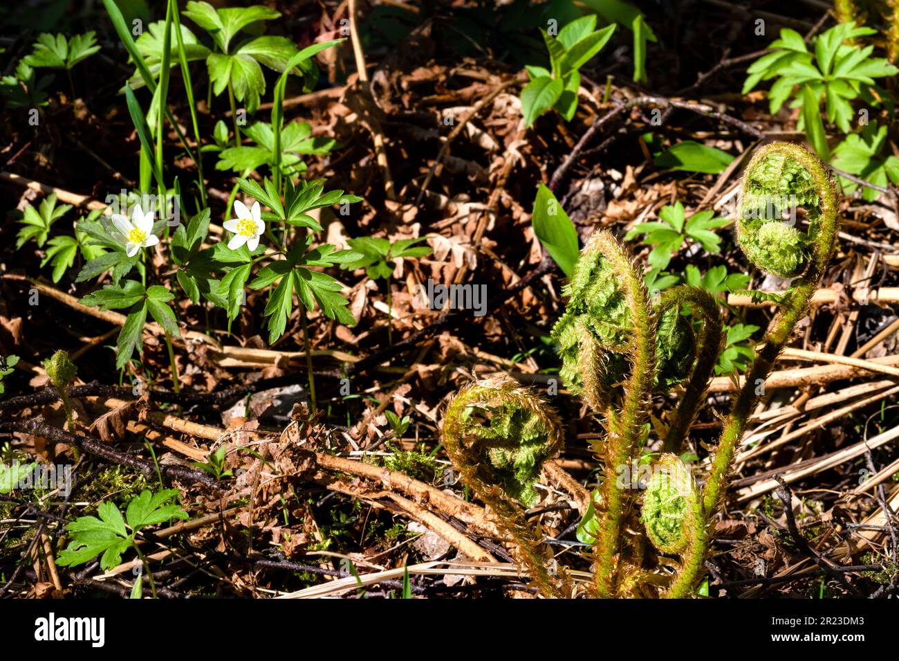 Fiori e piante primaverili lungo un percorso naturalistico sull'isola di Gunnarsörarna, Hanko, Finlandia Foto Stock