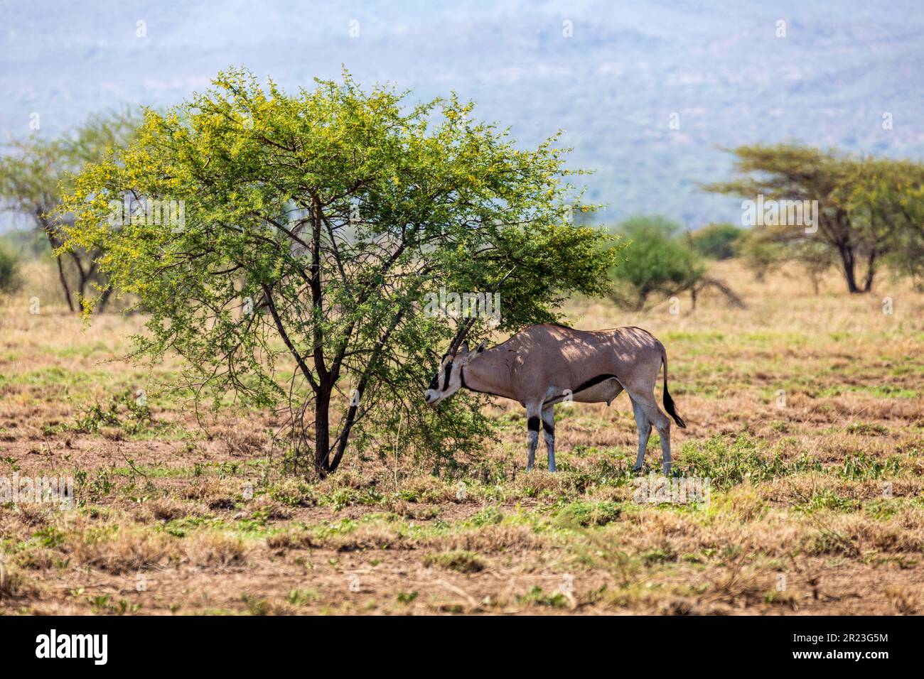 Orice dell'Africa orientale (Oryx beisa), nota anche come beisa, specie endemica di antilope di medie dimensioni dell'Africa orientale. Parco Nazionale di Awash. Etiopia selvaggia Foto Stock