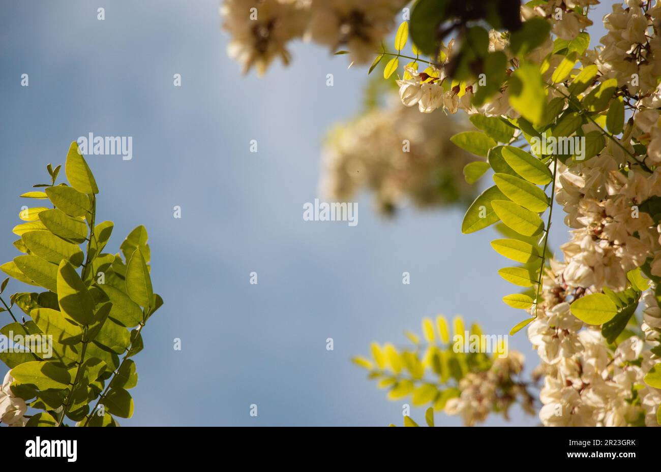 Cielo blu incorniciato da foglie di locusta nera e fiori Foto Stock