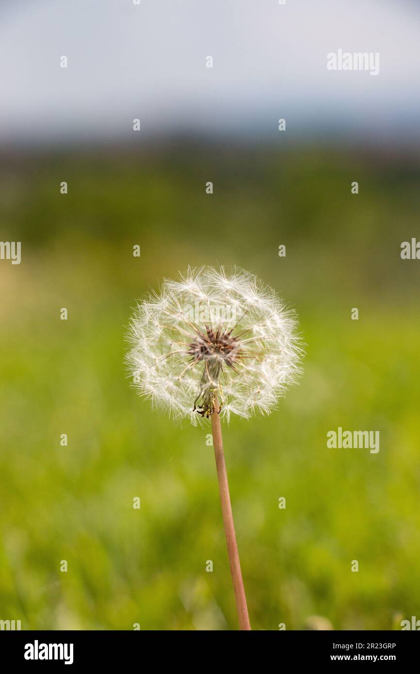Mettere a fuoco la testa di dente di leone con punto di origine al centro della ripresa con sfondo sfocato Foto Stock