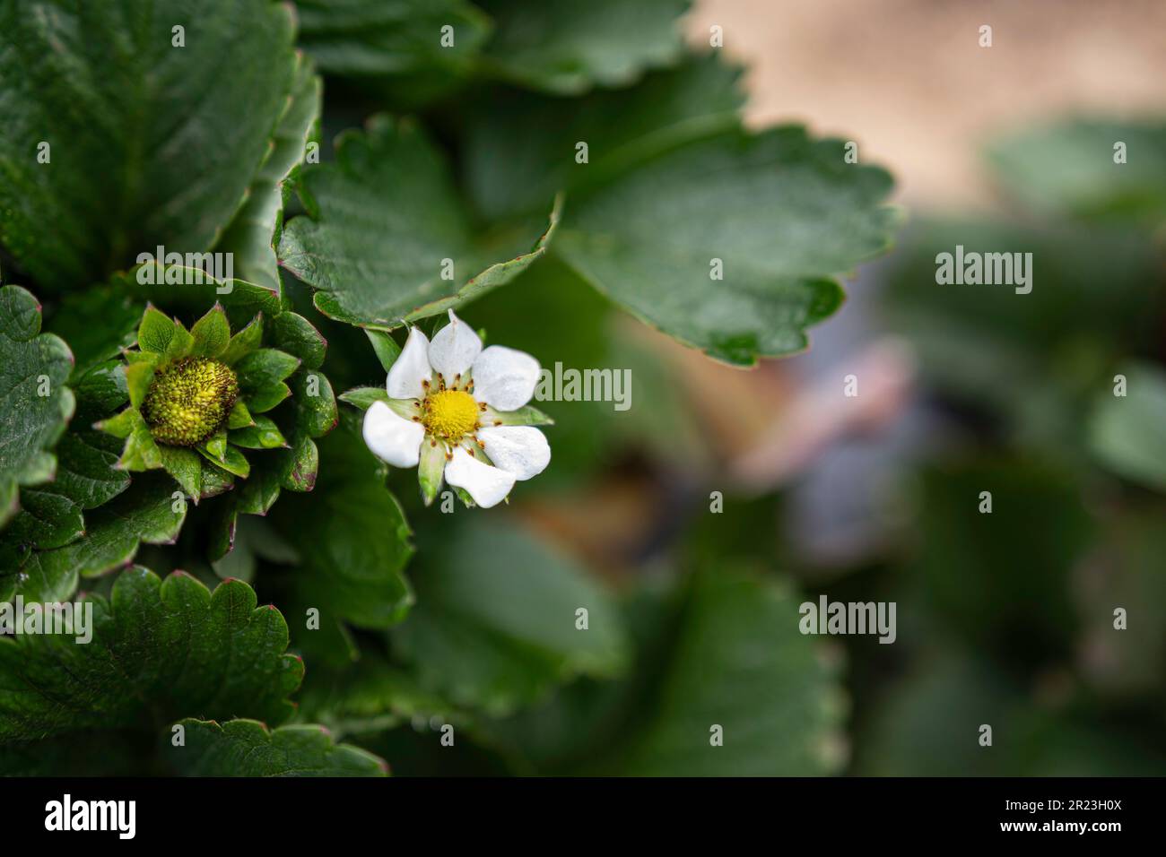Fuoco poco profondo su una fragola solitaria (Fragaria ananassa) fiorisce su una pianta di fragola con spazio negativo a destra. Foto Stock