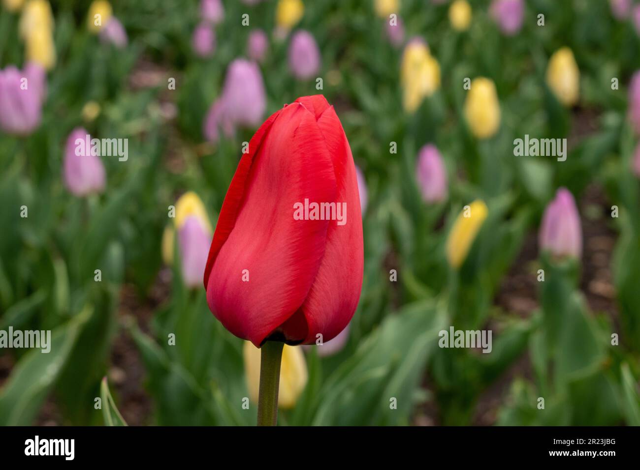 Un primo piano di un tulipano rosso che fiorisce in un giardino con uno sfondo sfocato Foto Stock