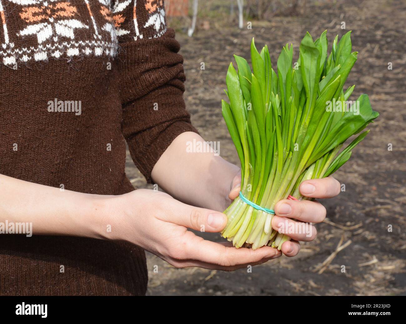 Ramsons benefici concetto. L'aglio selvatico era molto apprezzato per le sue proprietà curative nella medicina popolare irlandese. Foto Stock