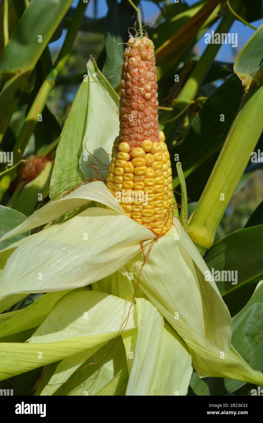 Un gambo di mais con l'orecchio di mais, pannocchia di mais che manca i chicchi sulla punta a causa di impollinazione difettosa che cosa promette raccolto di mais difettoso e raccolto per il mais f Foto Stock
