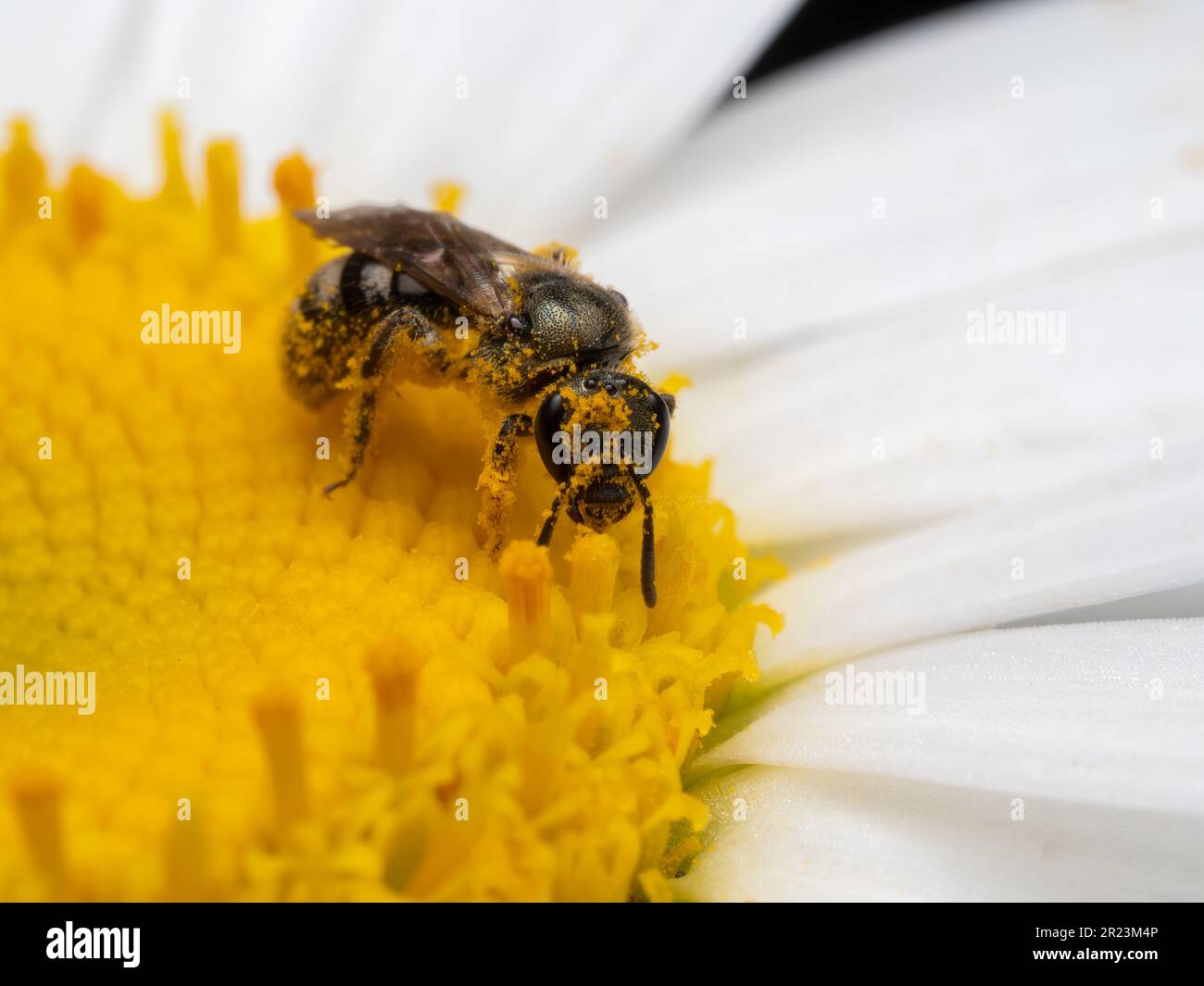 Primo piano di un'ape femminile di sudore (specie Lasioglossum) di fronte alla macchina fotografica mentre coperta di polline giallo su un fiore di margherita. Delta, British Columbia, CAN Foto Stock