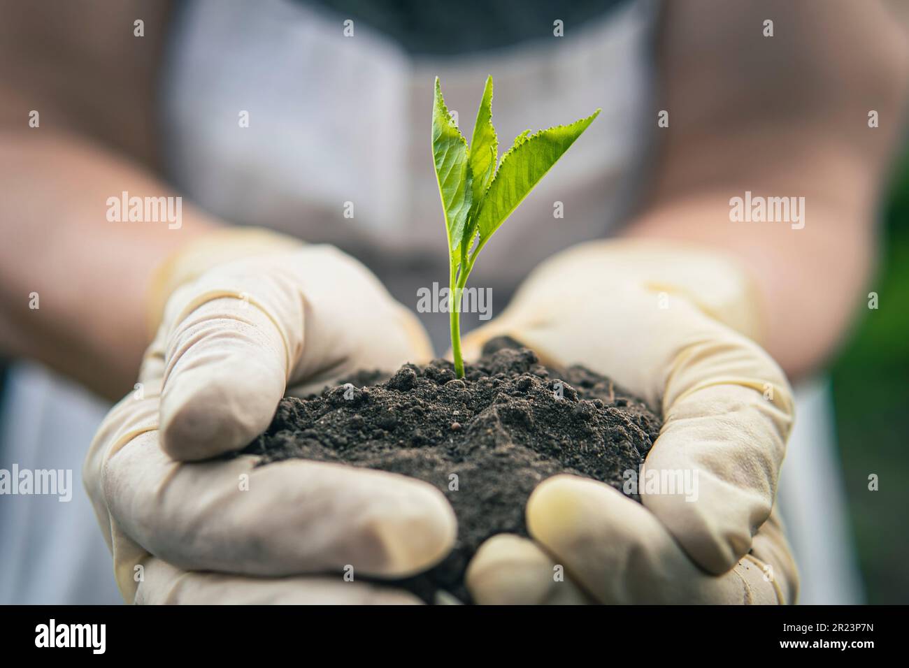 Donna che tiene pianta in mani primo piano. Prendersi cura delle piante domestiche. Concetto di casa giardino. Concetto di ecologia. Primavera. Nonna sta piantando un albero in Foto Stock