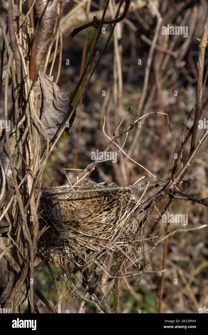 Nido di uccello vuoto. Foresta primaverile, nel cespuglio c'è un nido abbandonato di un uccello, che può tornare a deporre uova e allevare prole. Foto Stock