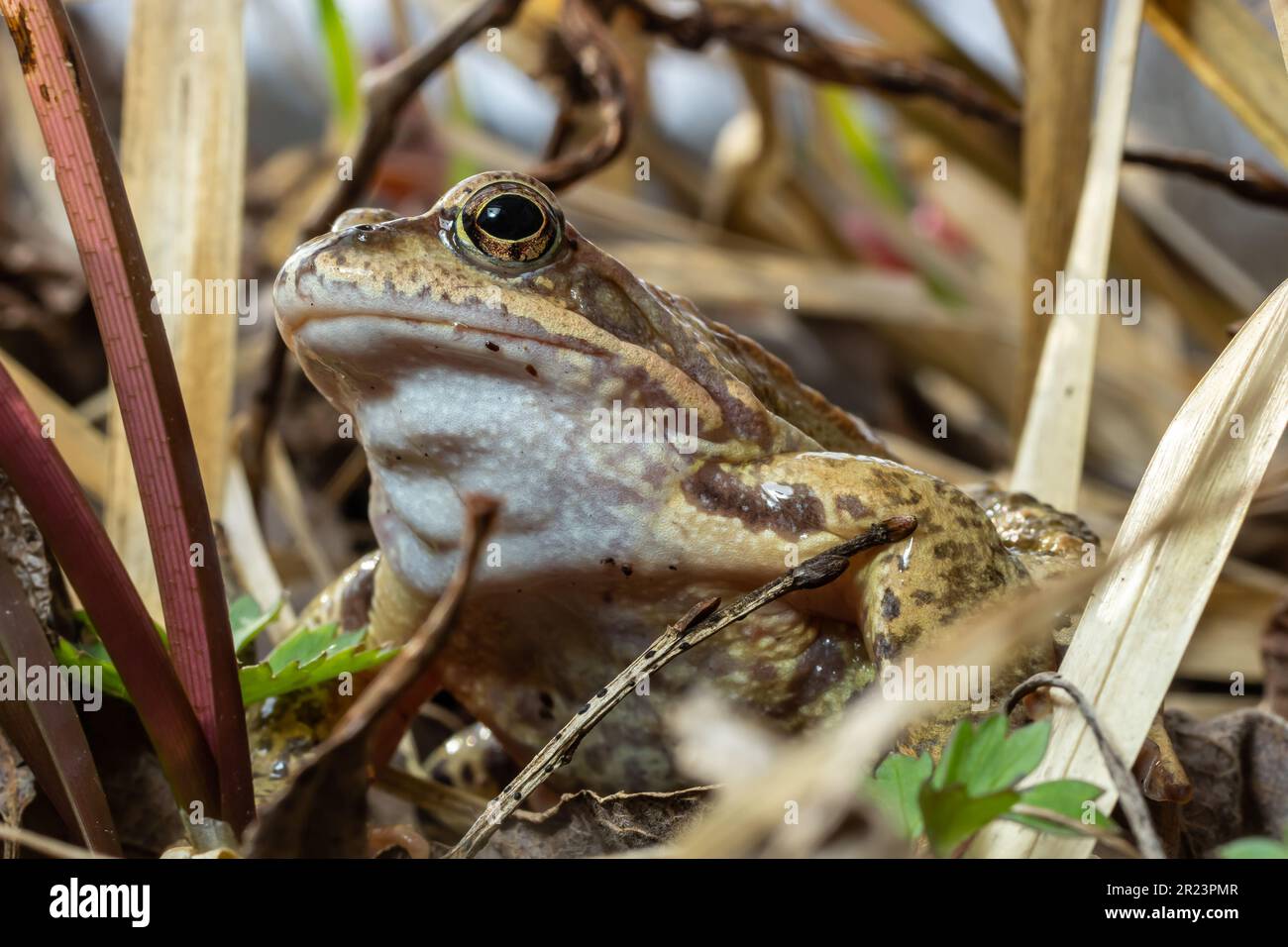 Primo piano naturale su una comune rana marrone europea, Rana temporanea. Foto Stock