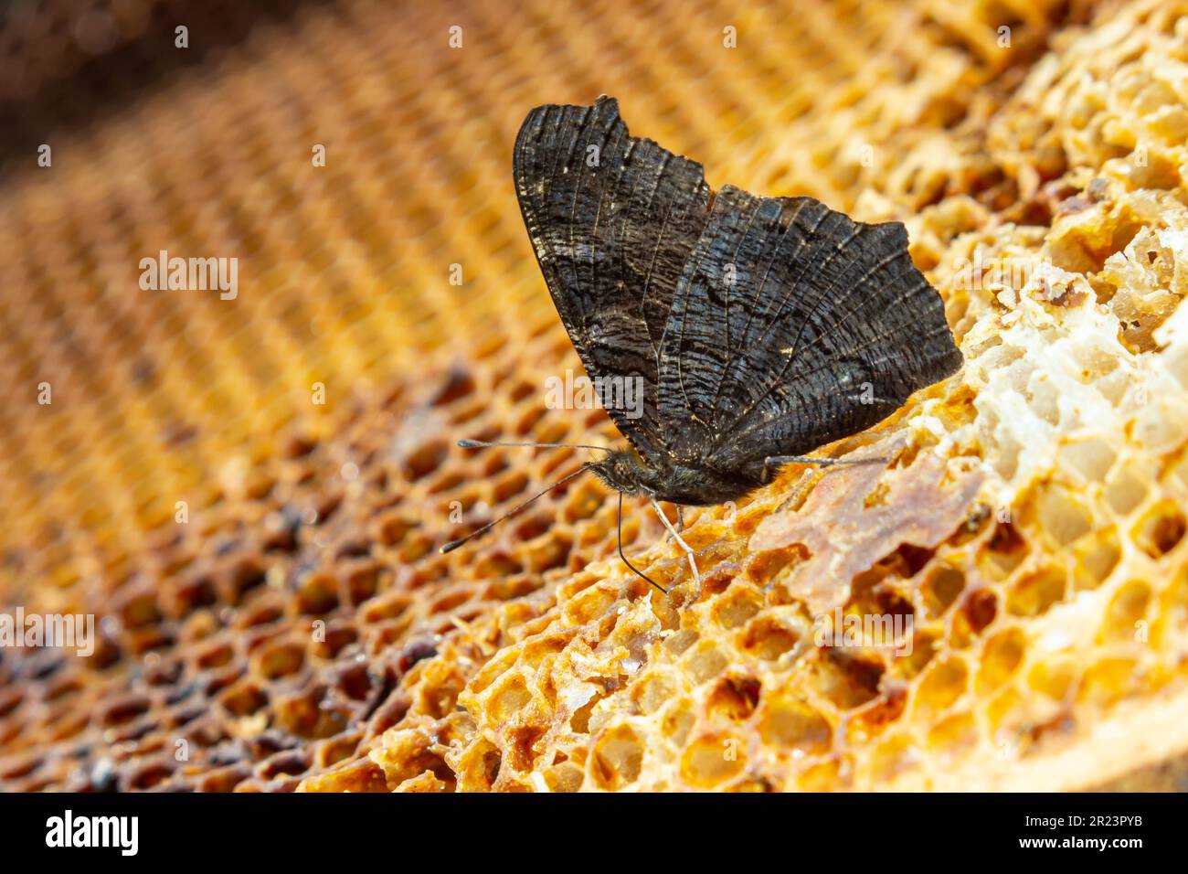 Orticaria farfalla su nido d'ape. Primo piano. apicoltura, la farfalla si nutre di miele da alveari. Foto Stock