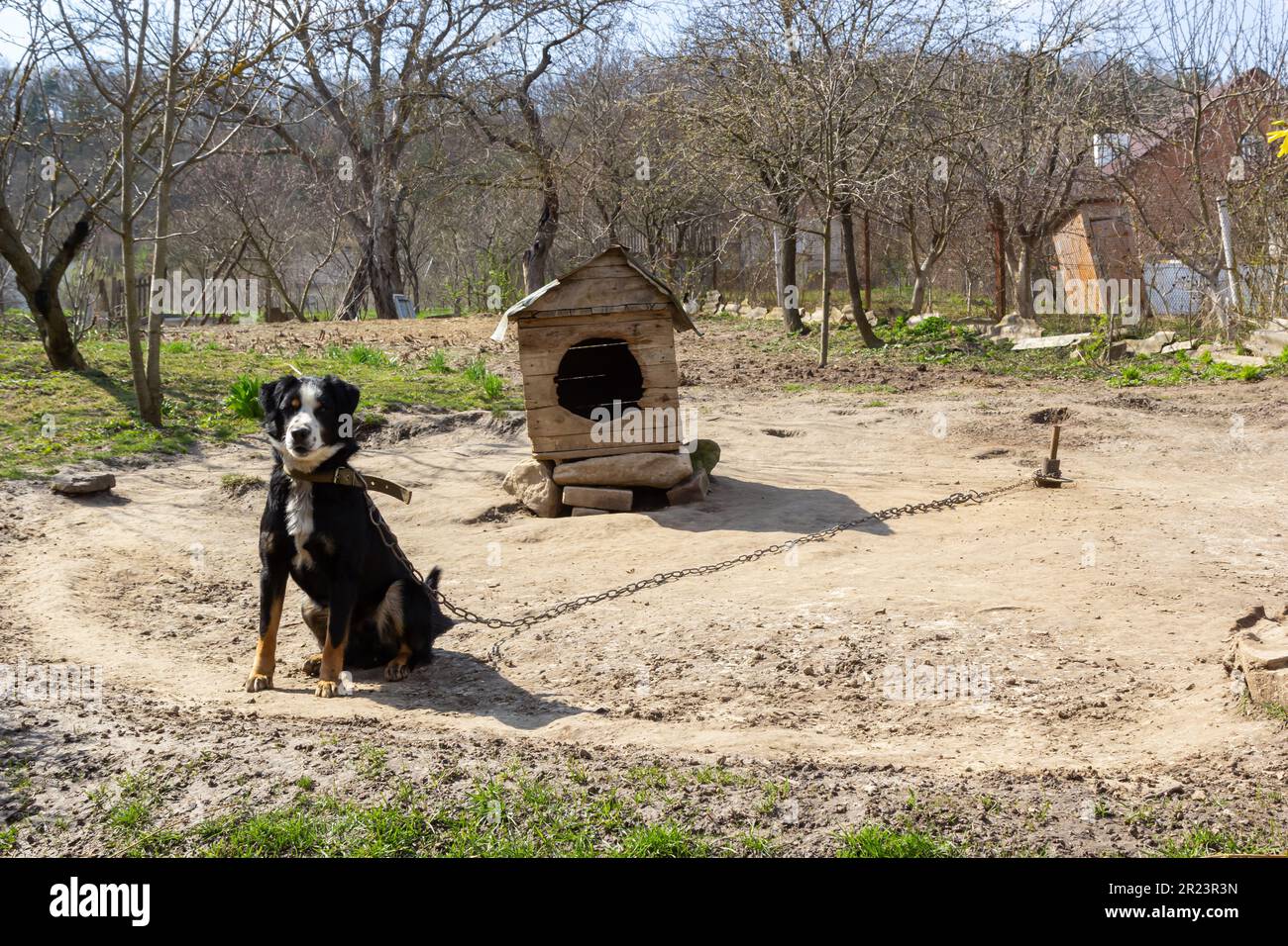 Cane mongrel nero su catena su vecchio sfondo di legno intemperiato canile sul cortile rurale il giorno d'estate. Foto Stock