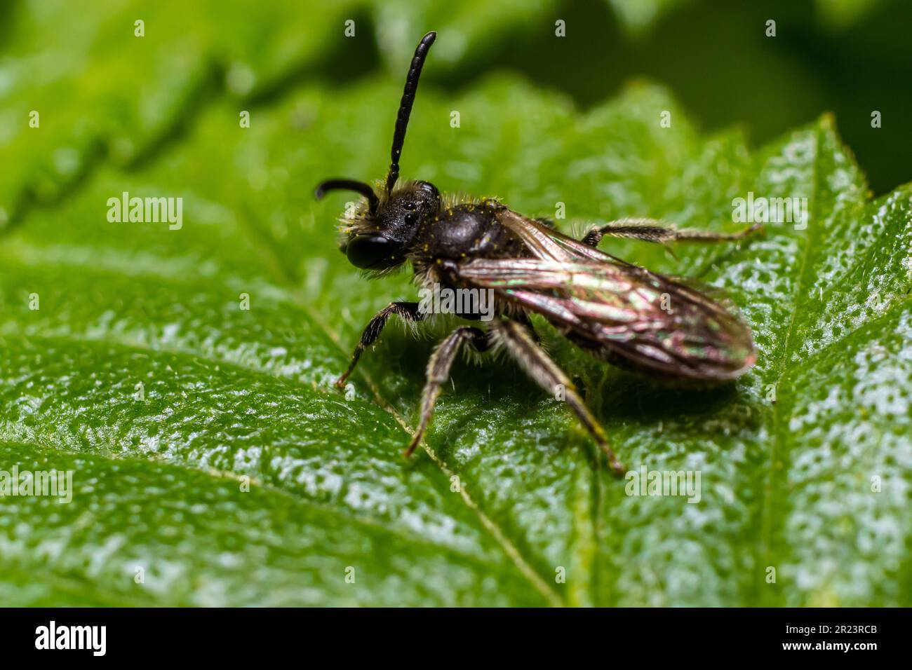 Primo piano su un'ape femminile del solco, lo zonulum Lasioglossum, su una foglia verde. Foto Stock