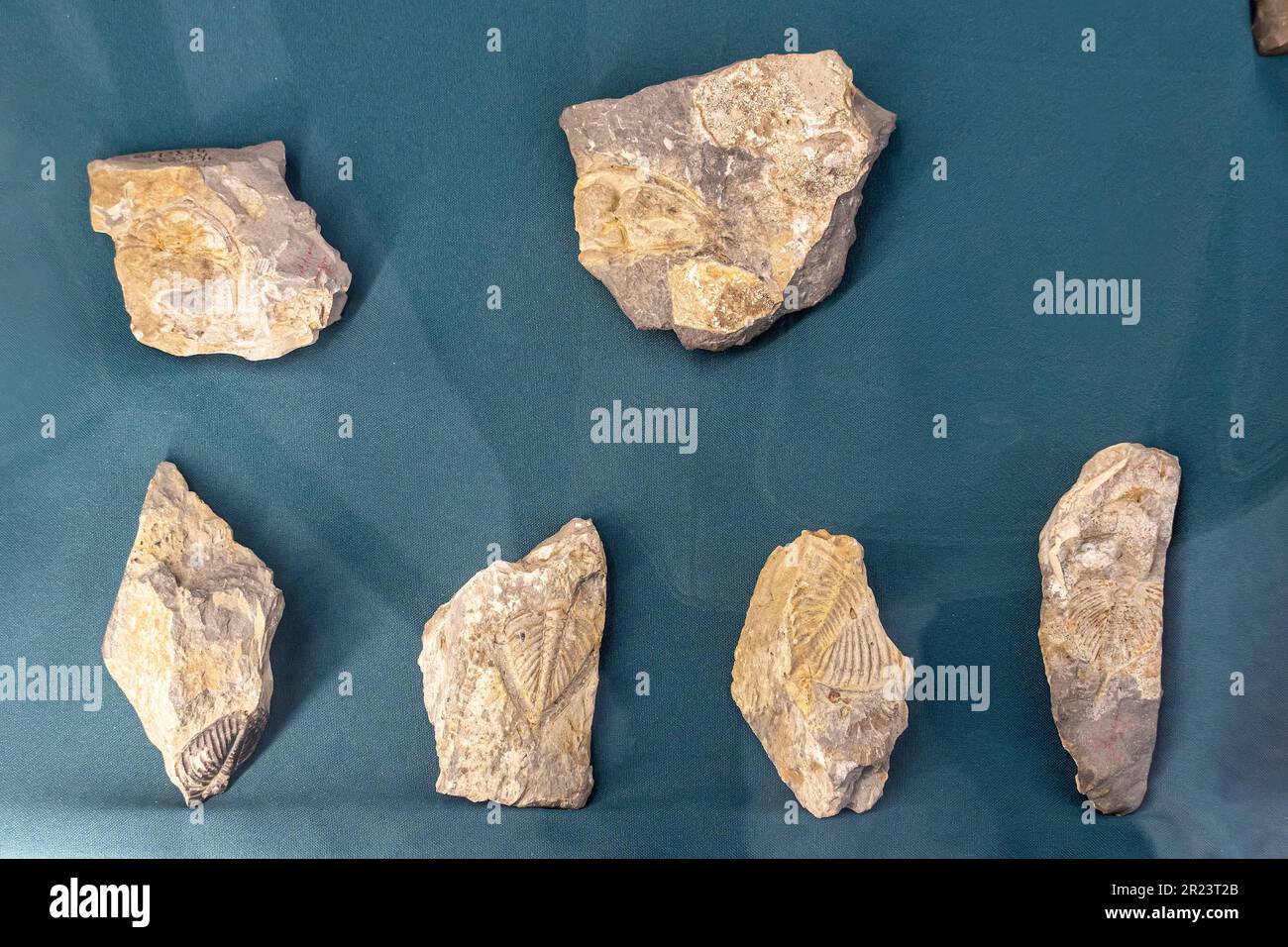 Antichi fossili preistorici. Un ritrovamento archeologico, i primi esseri viventi sulla terra del pianeta, i primi antichi animali primitivi. Foto Stock
