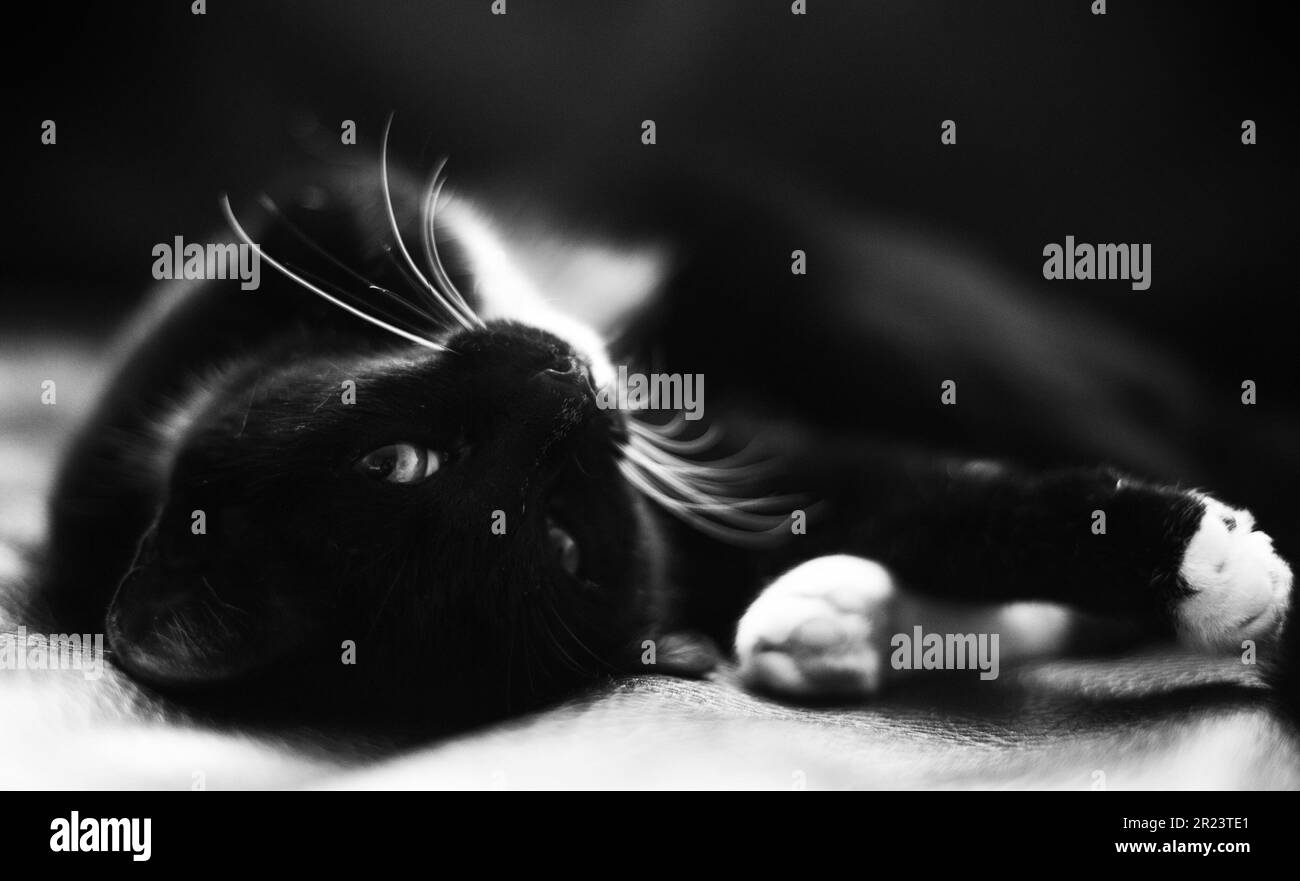 Una bella scala di grigi di un gatto domestico in una posizione rilassata, riposando comodamente sulla sua schiena con la testa inclinata verso l'alto Foto Stock