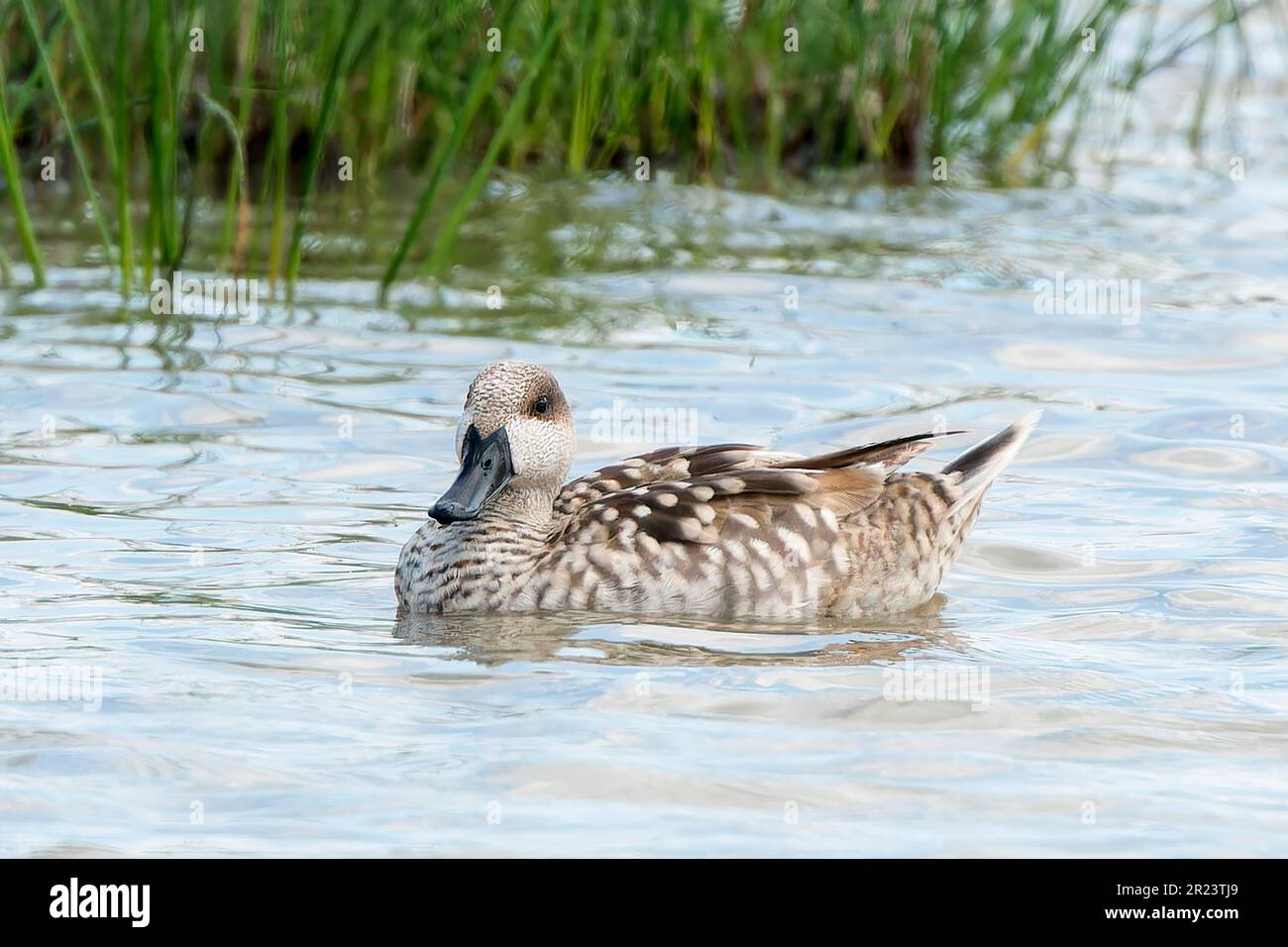 Anatra marmorizzata, Marmaronetta angustirostris, nuoto singolo adulto sull'acqua, Albufera, Mallorca, Spagna, 14 maggio 2023 Foto Stock