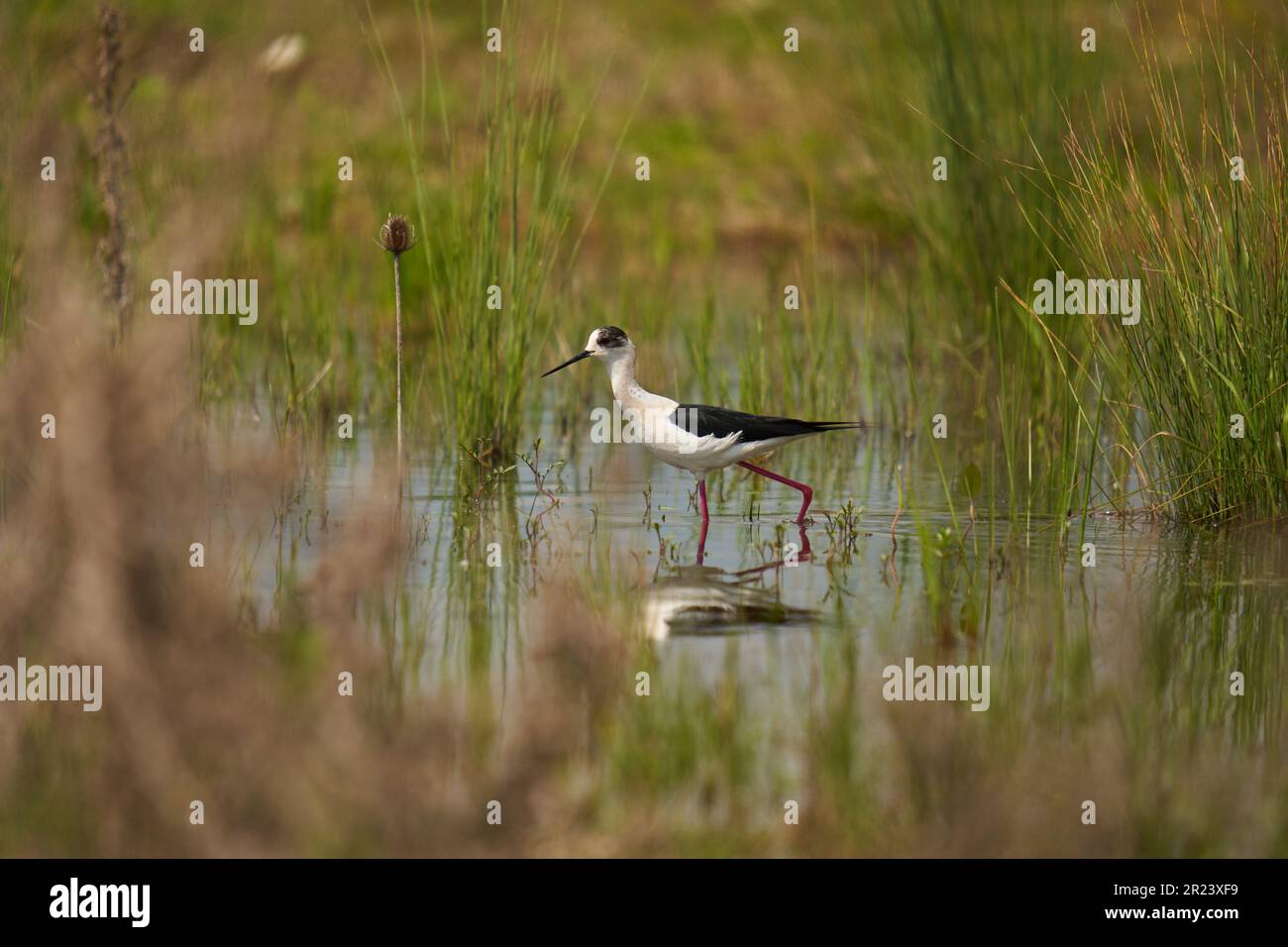 Palude dalle ali nere (Himantopus himantopus), un uccello che si nutre di piccole creature acquatiche in una palude allagata Foto Stock