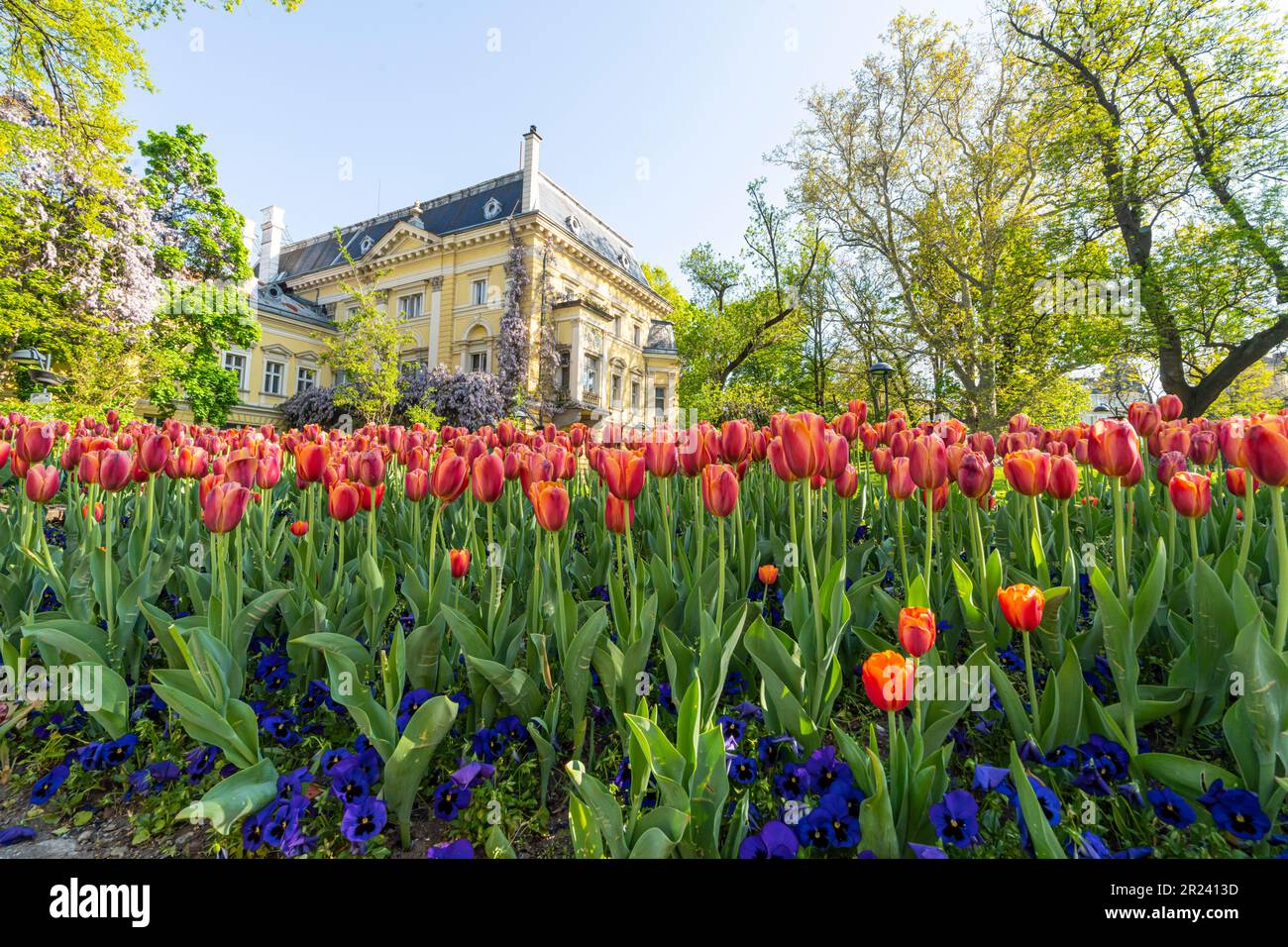 Sofia, Bulgaria. Maggio 2023. tulipani colorati in un parco del centro della città Foto Stock