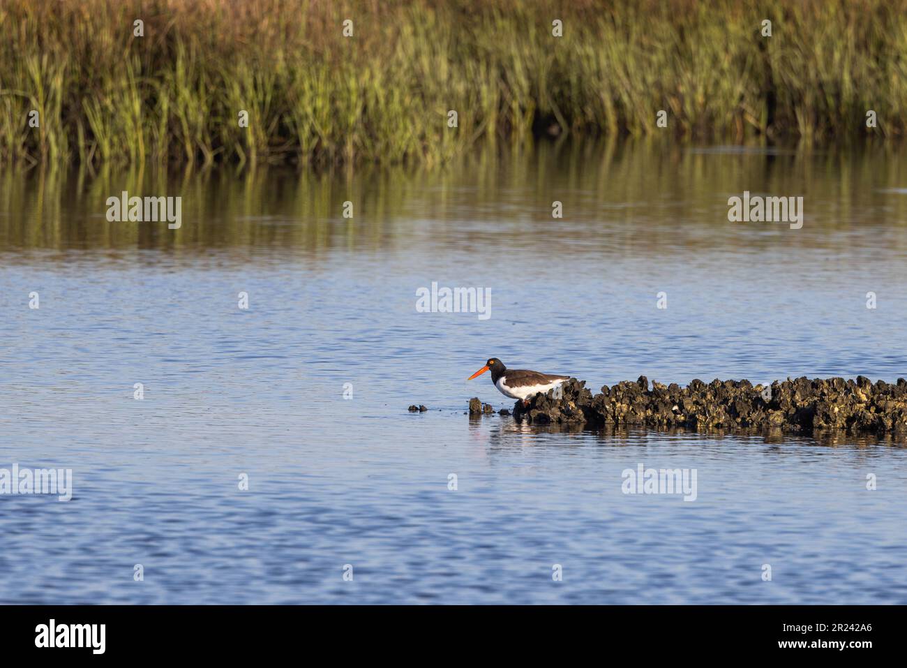 Un'ostrica americana a bande che si nuoce su un rake di ostriche sul fiume Tolomato in Florida. Foto Stock