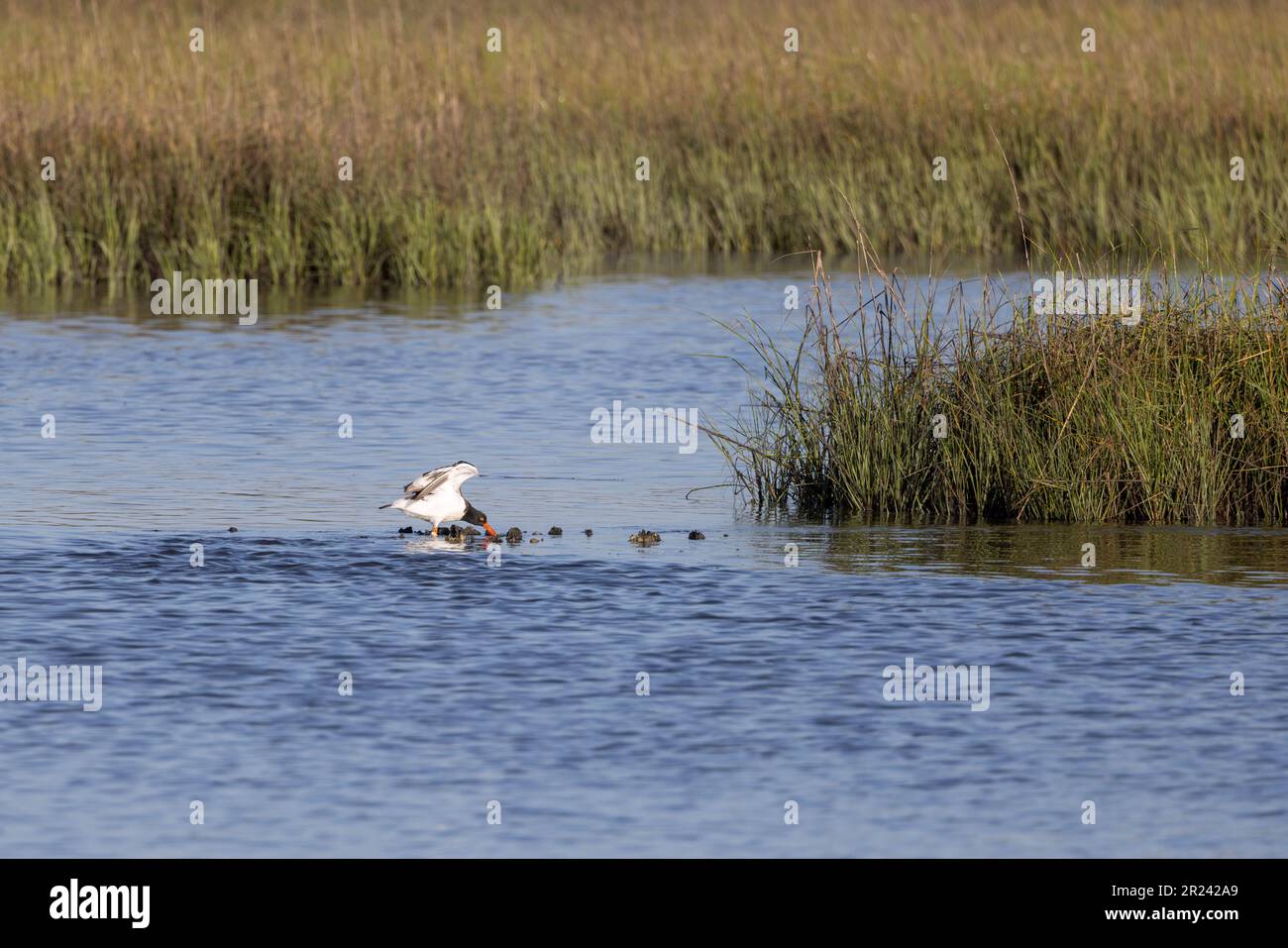 Un'osteria americana a bande con ali distese che si nutrono su un rake di ostriche sul fiume Tolomato in Florida. Foto Stock