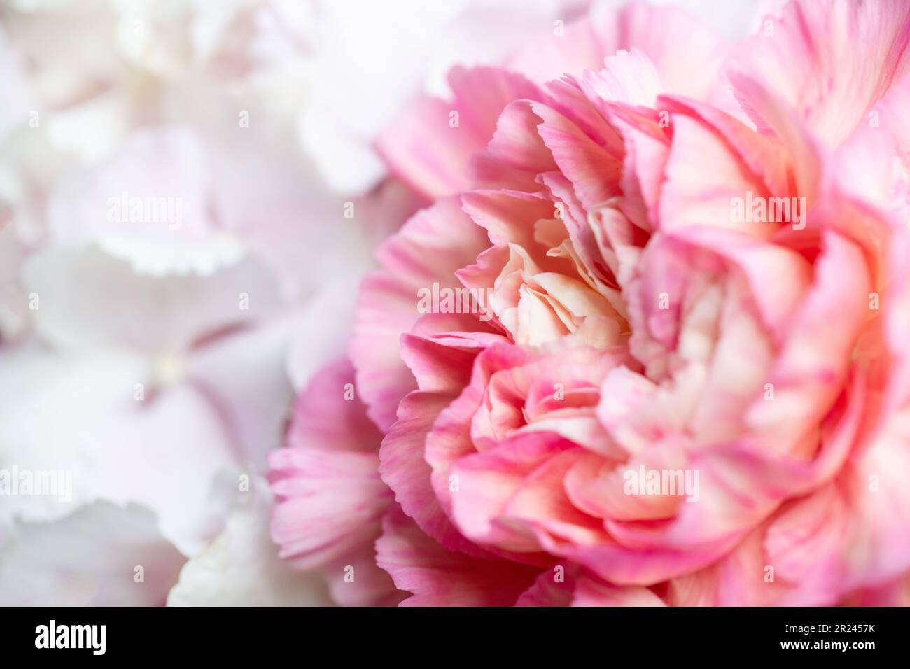 Macro fotografia primo piano di un fiore di peonia rosa Foto Stock