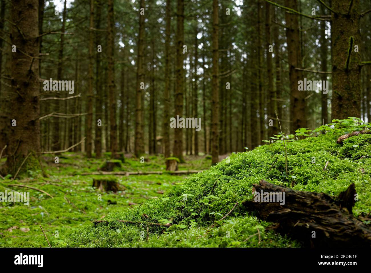 Un tronco che si decompone giace sul pavimento della foresta fra il muschio lussureggiante, dando all'immagine un'atmosfera tranquilla Foto Stock