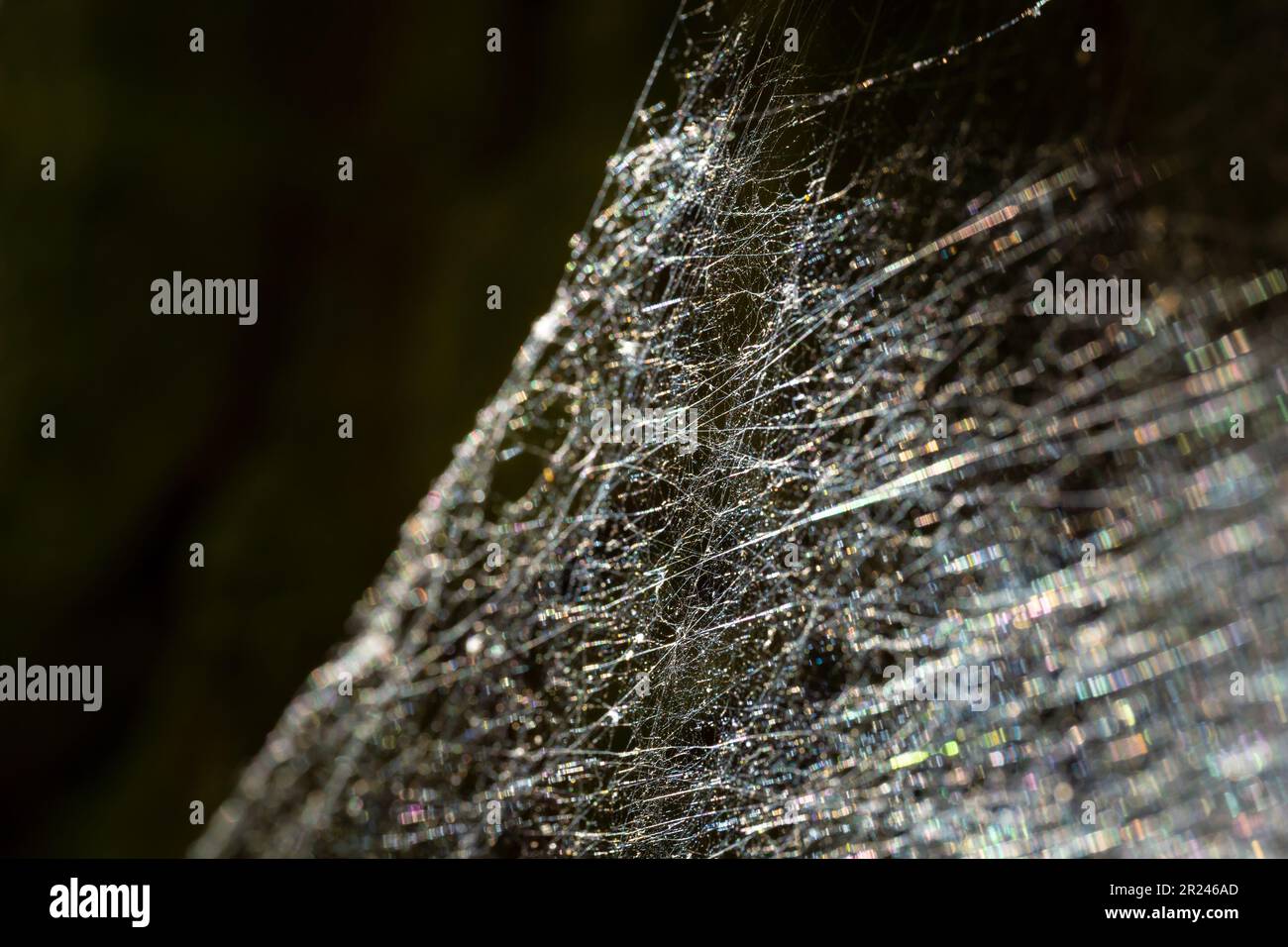 Rete di ragno, ragnatela di ragno, o ragnatela di ciottoli isolati su sfondo nero. Messa a fuoco selettiva. Luce colorata riflessa sulla rete. Illustrazione astratta. Foto Stock