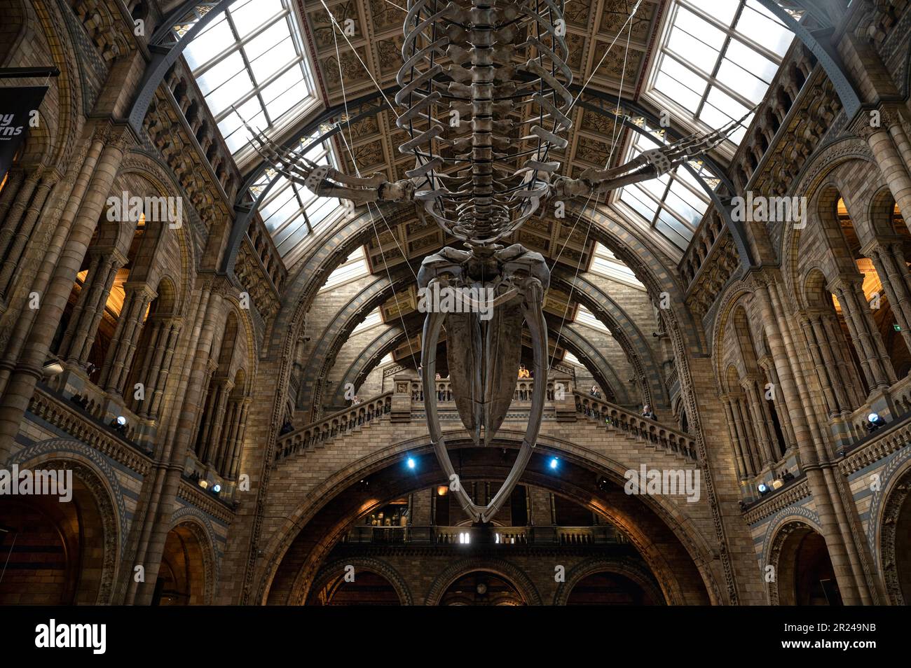 Londra, Inghilterra - 20 giugno 2022: Scheletro sospeso di un dinosauro all'interno del Museo Nazionale Foto Stock