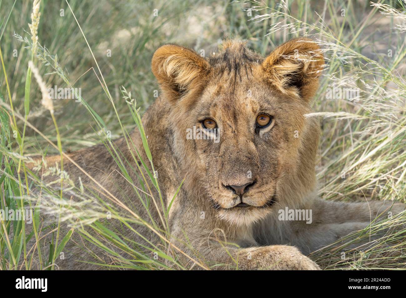Lion cucciolo, il bambino guarda in macchina fotografica. Ritratto del volto, degli occhi, delle orecchie. Kalahari, Kgalagadi Transfrontier Park, Sudafrica Foto Stock
