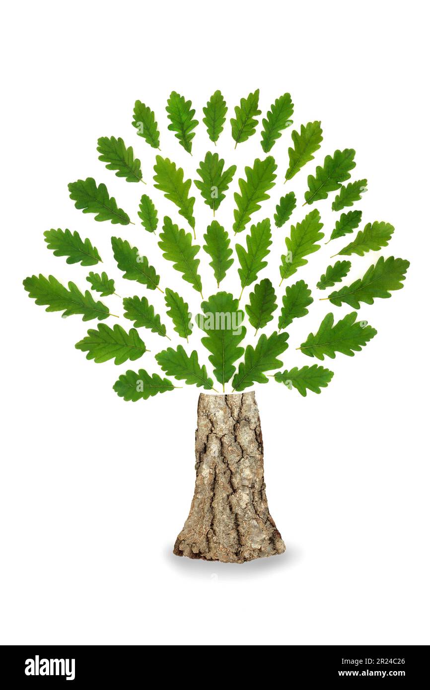 Quercia albero foglia astratto andare verde eco friendly logo simbolo con foglie verdi e tronco. Elemento di progettazione ecologica per segnaletica ecologica. Foto Stock