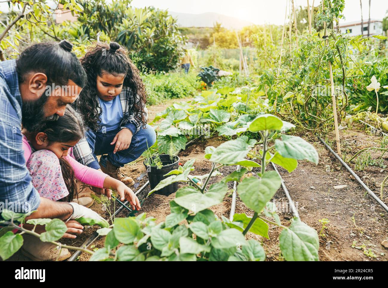 Padre indiano che raccoglie verdure biologiche con i suoi figli da casa giardino all'aperto - vegetariano, cibo sano e concetto di istruzione Foto Stock