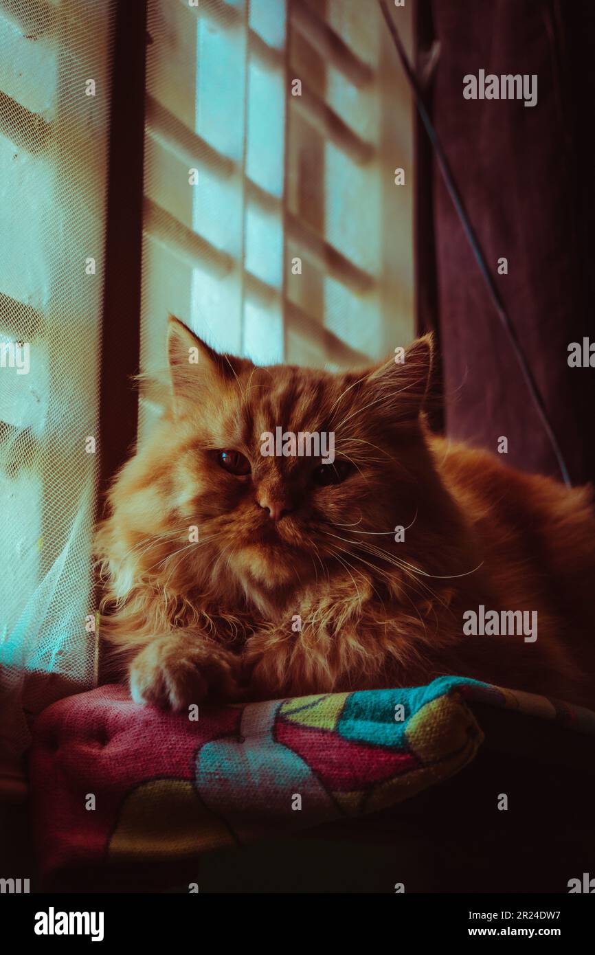 cat avvistamento vedere Foto Stock