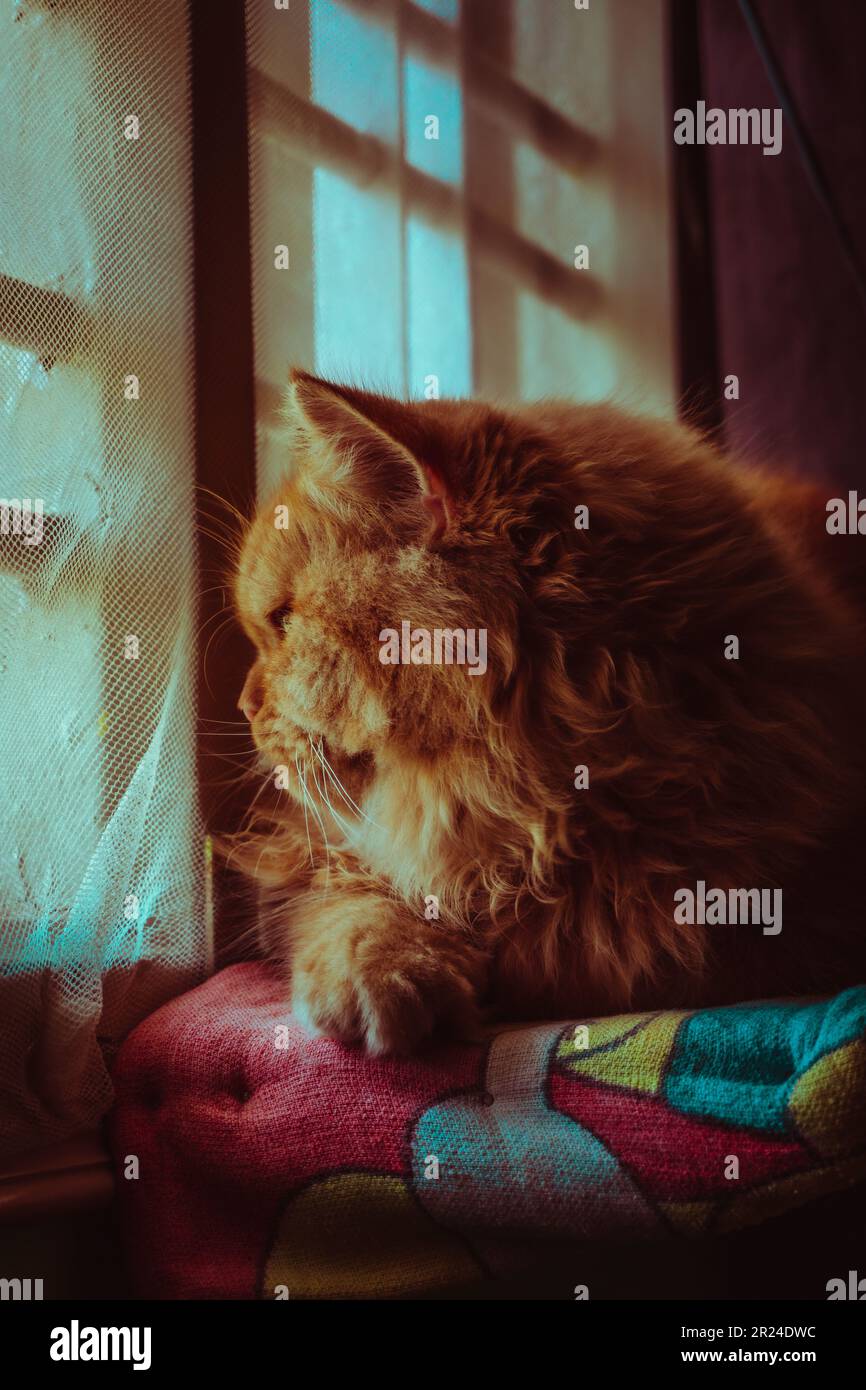 cat avvistamento vedere Foto Stock