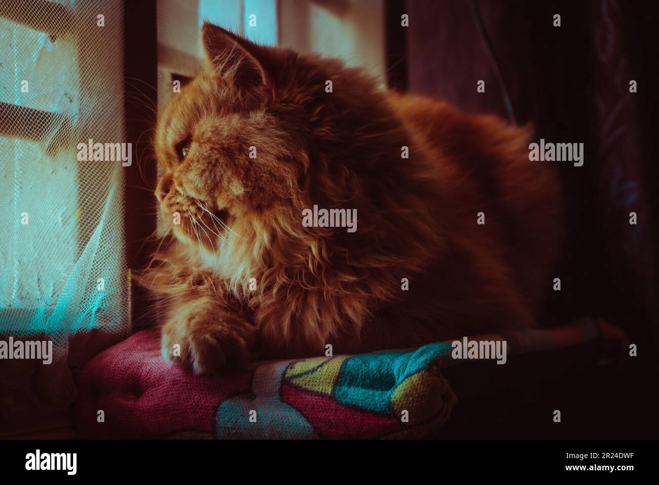 cat avvistamento vedere Foto Stock