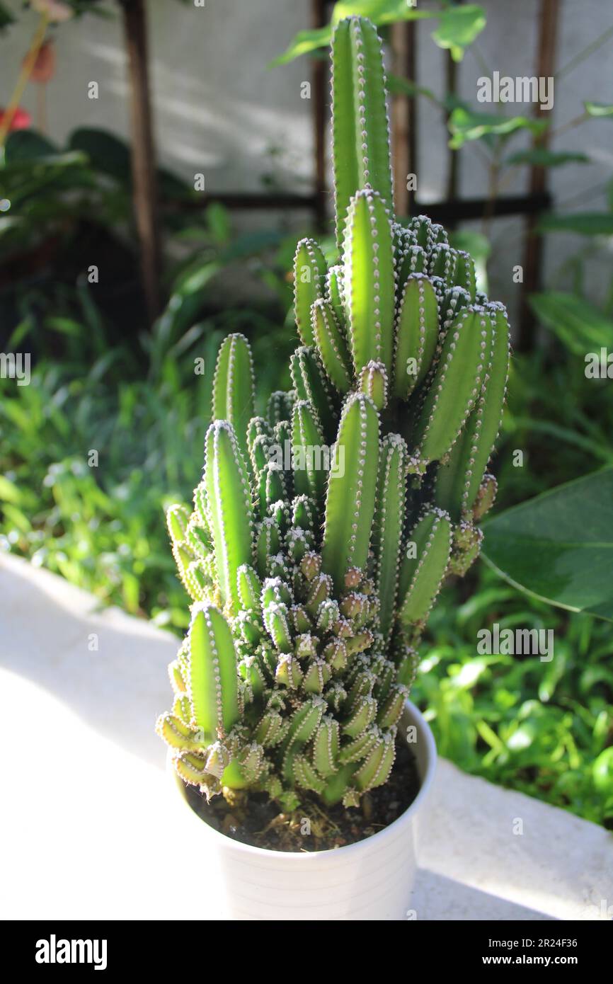 Impianto di Cactus sommerso Foto Stock