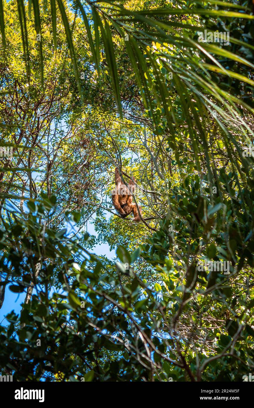sloth sospeso nella foresta Foto Stock