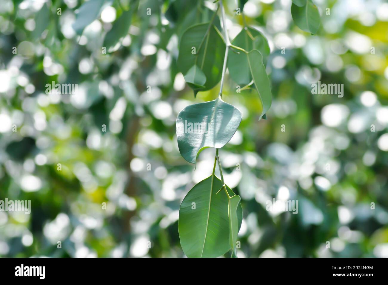 Pianta di banyan o Ficus anulata o ficus bengalensis Foto Stock