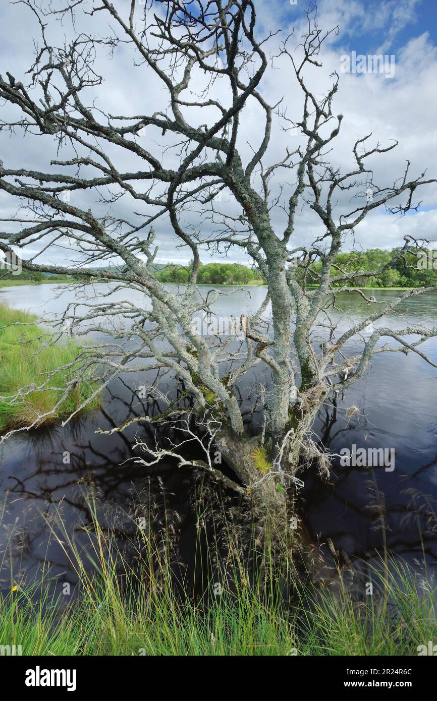 Alder (Alnus glutinosa) albero morto sulla riva del fiume Spey, Cairngorms National Park, Speyside, Inverness-shire, Scozia 2015 agosto Foto Stock