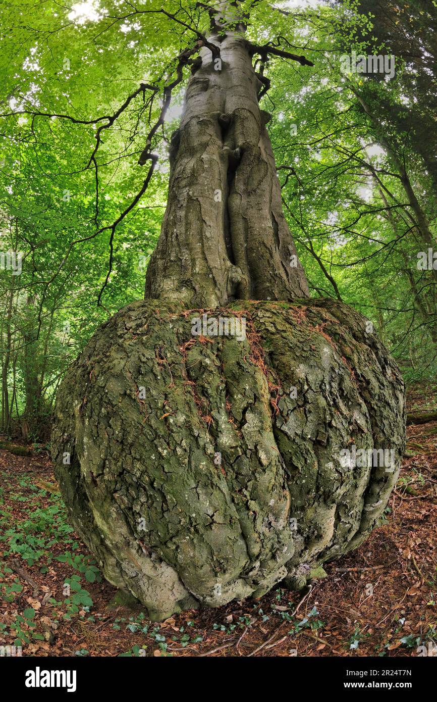 Faggio (Fagus sylvatica) albero maturo con base deformata al tronco in boschi decidiosi, Berwickshire, Scottish Borders, Scozia, agosto 2021 Foto Stock