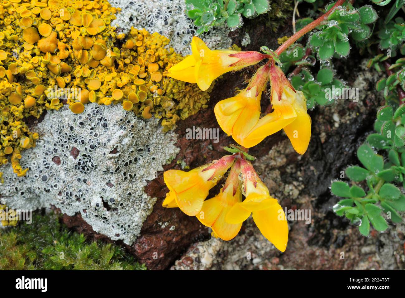 Birdsfoil (Lotus corniculatus) cresce su terreno roccioso con licheni sulla roccia nelle vicinanze, St Abbs Head NNR, Berwickshire, Scottish Borders, Scozia Foto Stock