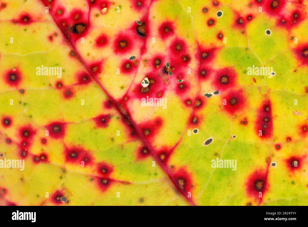 Molo a foglia larga (Rumex obtusifolius) primo piano della foglia che mostra i difetti rossi causati dalla Ramularia rosolia Foto Stock