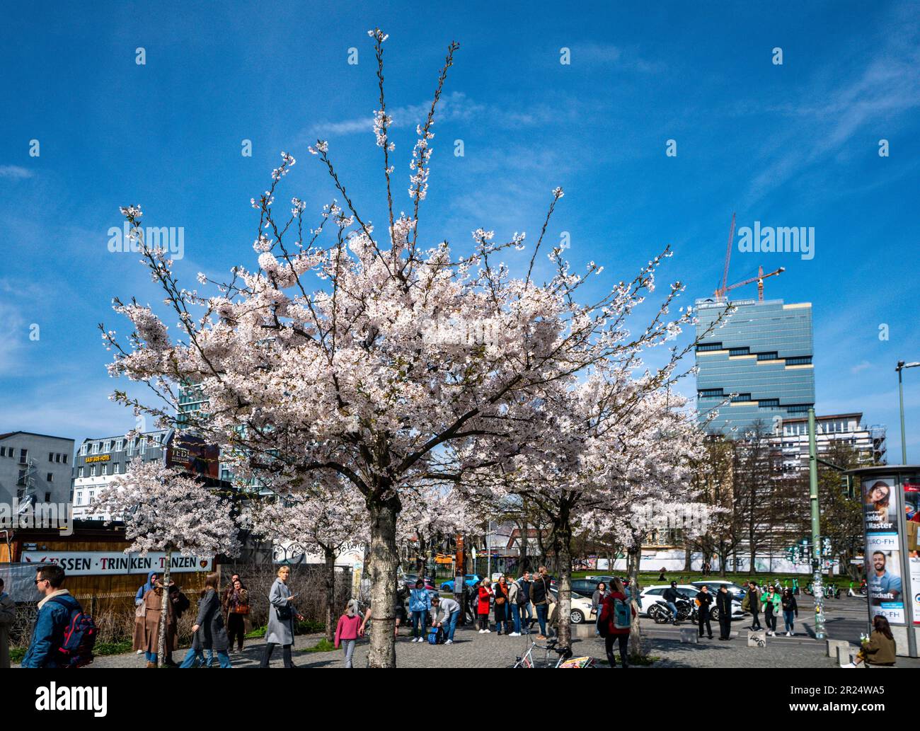 Frühling a Berlino, Kirschblüte an der Oberbaumbrücke, Friedrichshain, im Hintergrund Amazon Tower, Edge East Side Berlin , Foto Stock