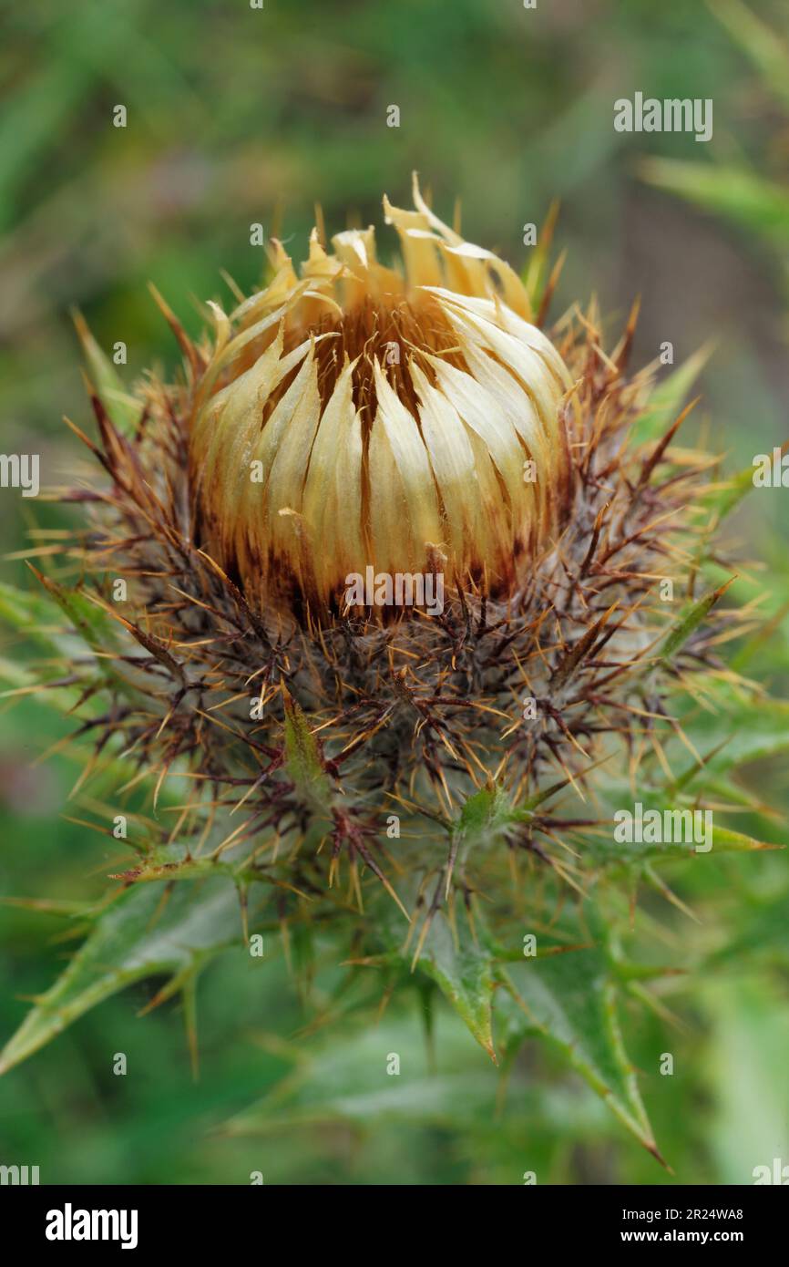 Carline Thistle (Carlina vulgaris) primo piano di piante da fiore che crescono su forni da calce abbandonati e supercoltivati, North Northumberland, Inghilterra Foto Stock