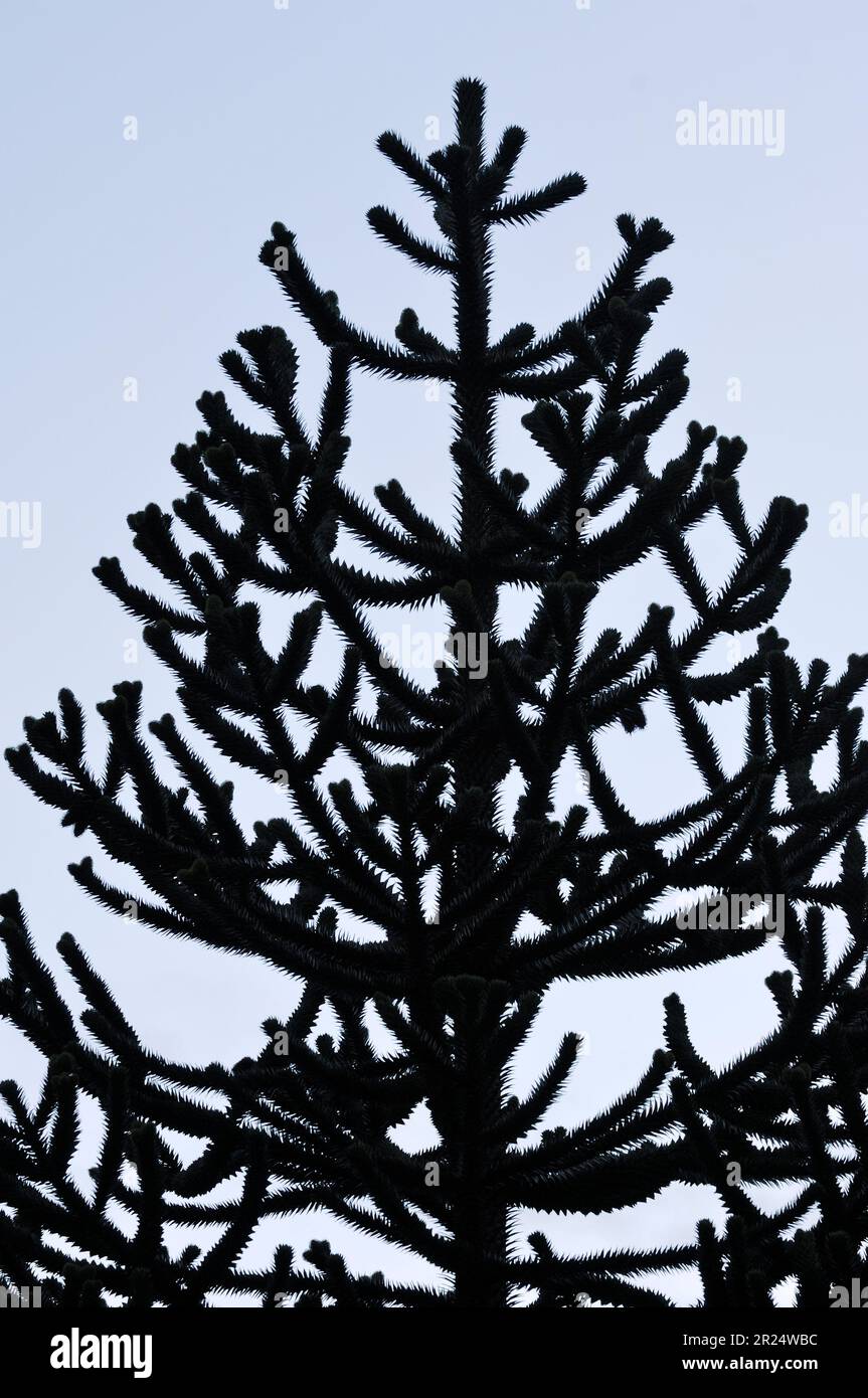 Cilean Pine (Araucaria araucana) spinoso foilage silato contro il cielo al crepuscolo, Edinburgh Royal Botanic Gardens, Edimburgo, Scozia, gennaio 2007 Foto Stock