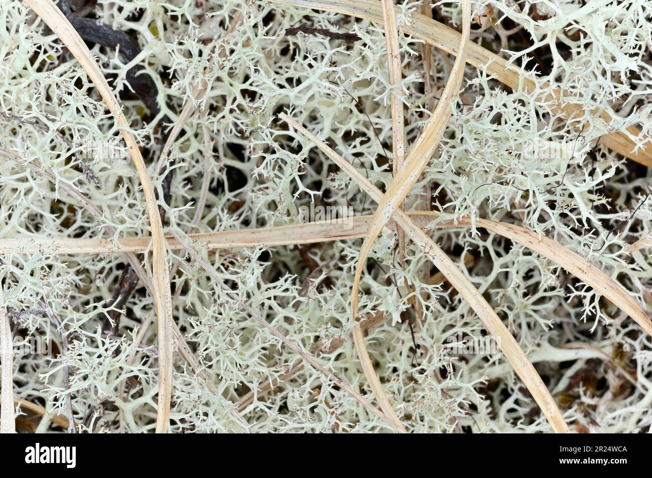 Renne Lichen (Cladonia portentosa) cresce su muschio mossy / erboso su palude vicino al Pony Path, Beinn Eighe NNR, Kinlochebe, Scozia, maggio 2022 Foto Stock