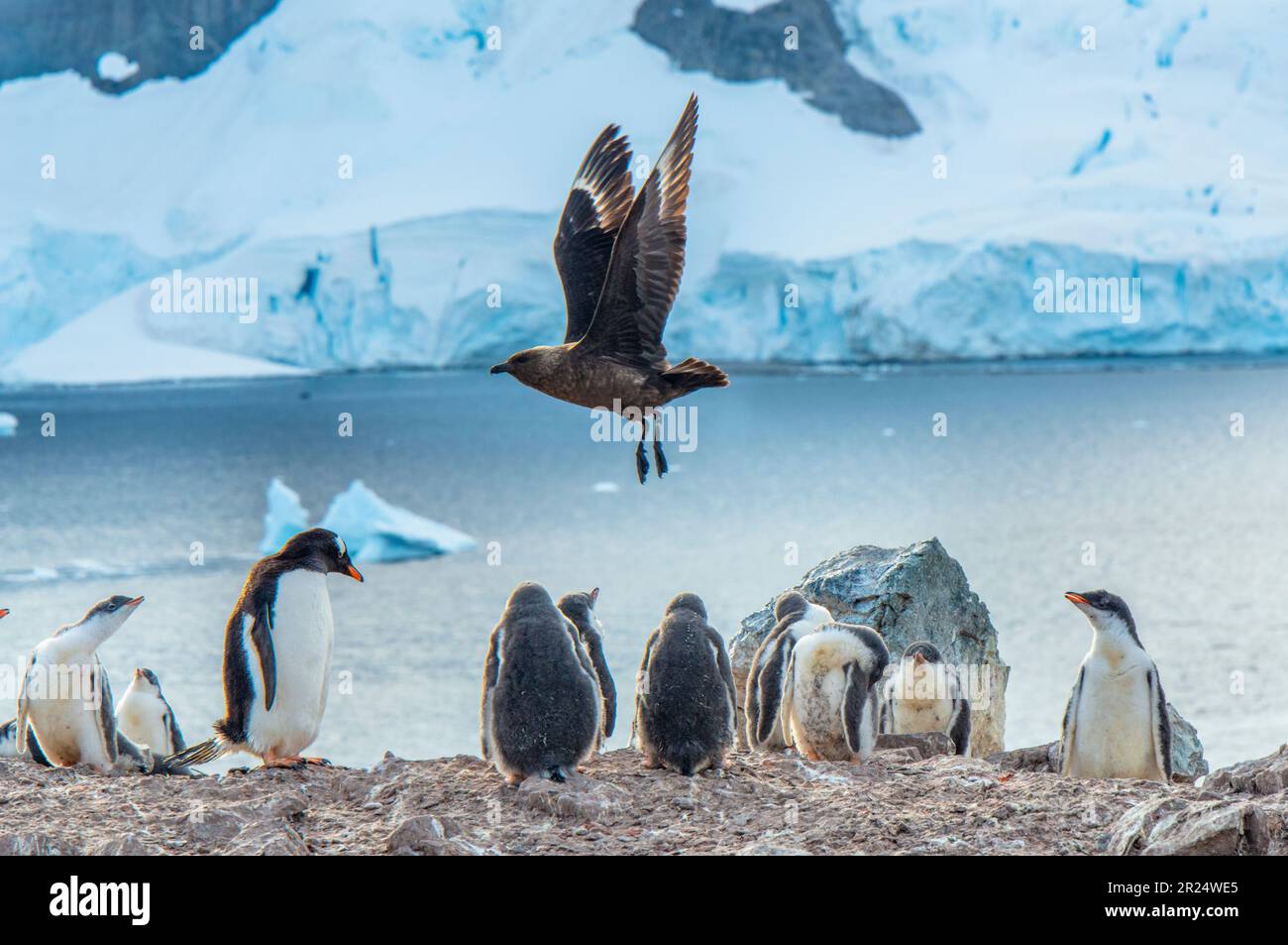 Isola di Danco, Antartide. I pinguini nido nel guano e le pietre in un rookery mentre un uccello di skua vola sopra. Foto Stock