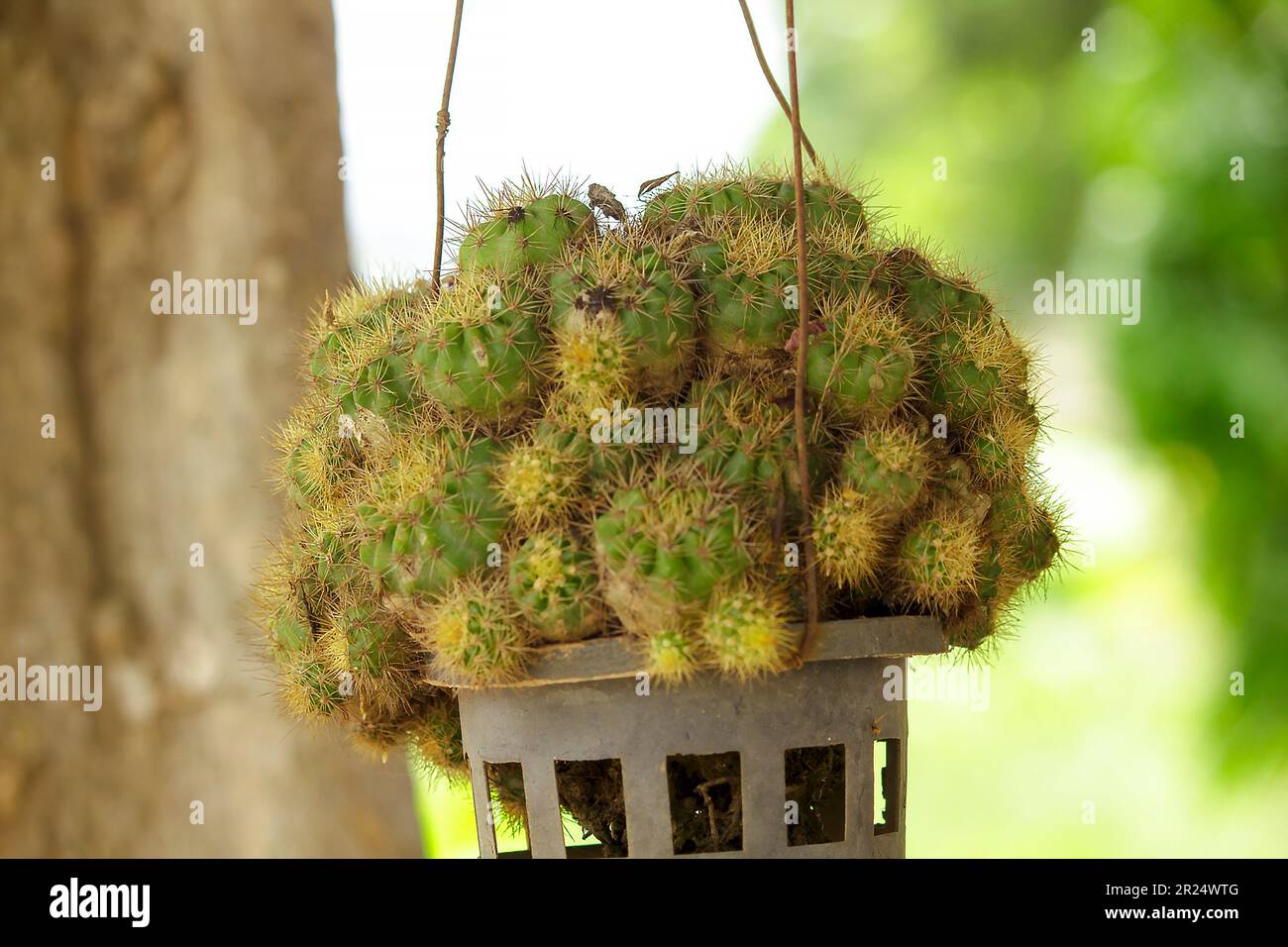 Cactus in vasi appesi Foto Stock