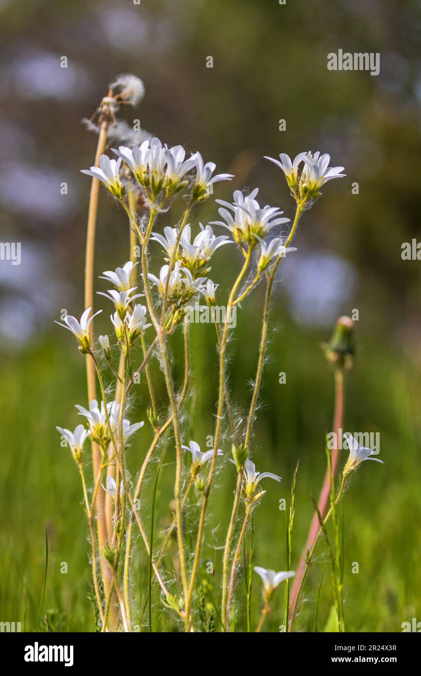 Prato saxifrage fiori su un prato Foto Stock