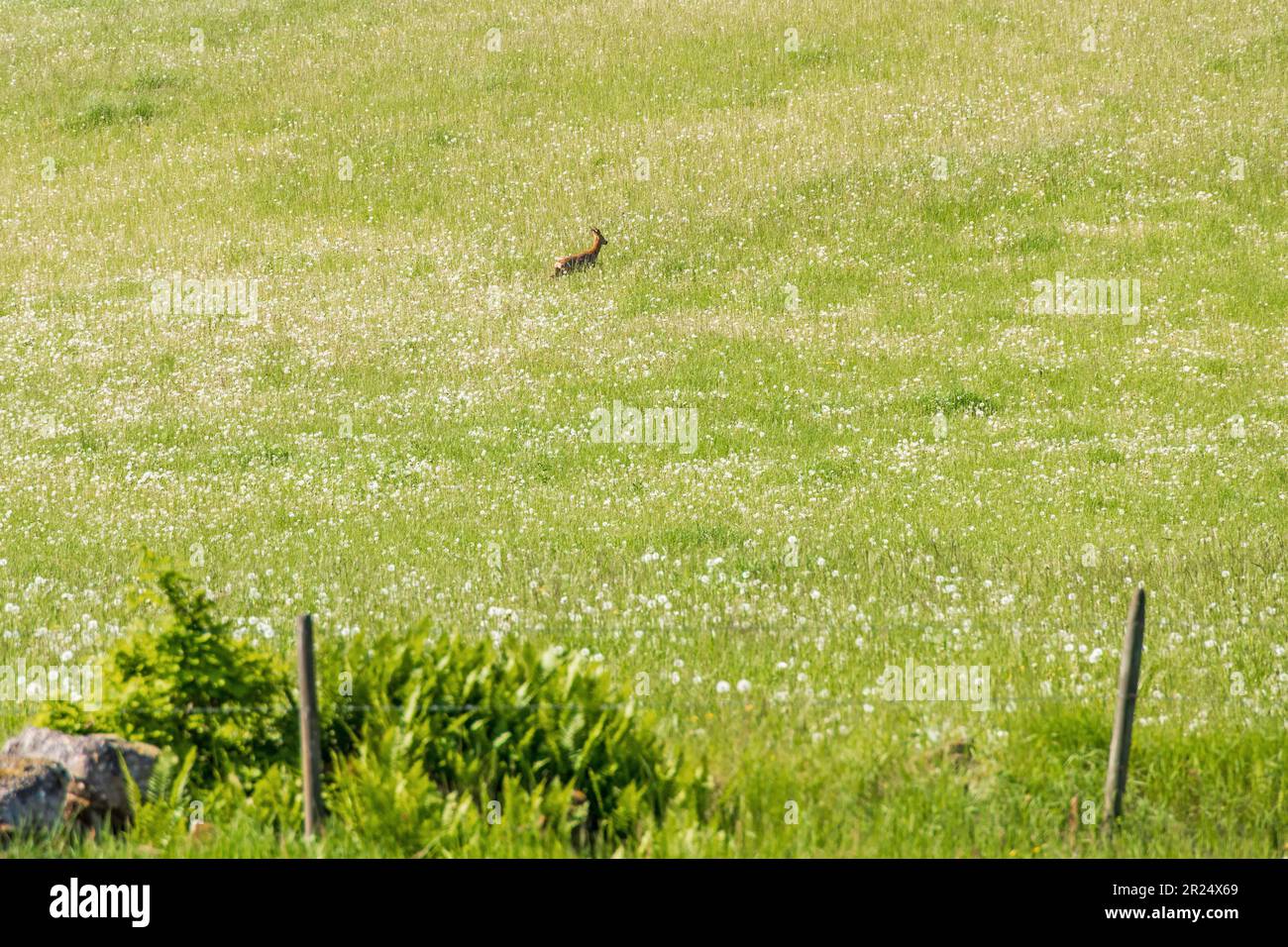 Capriolo che corre in un prato con fiori selvatici Foto Stock
