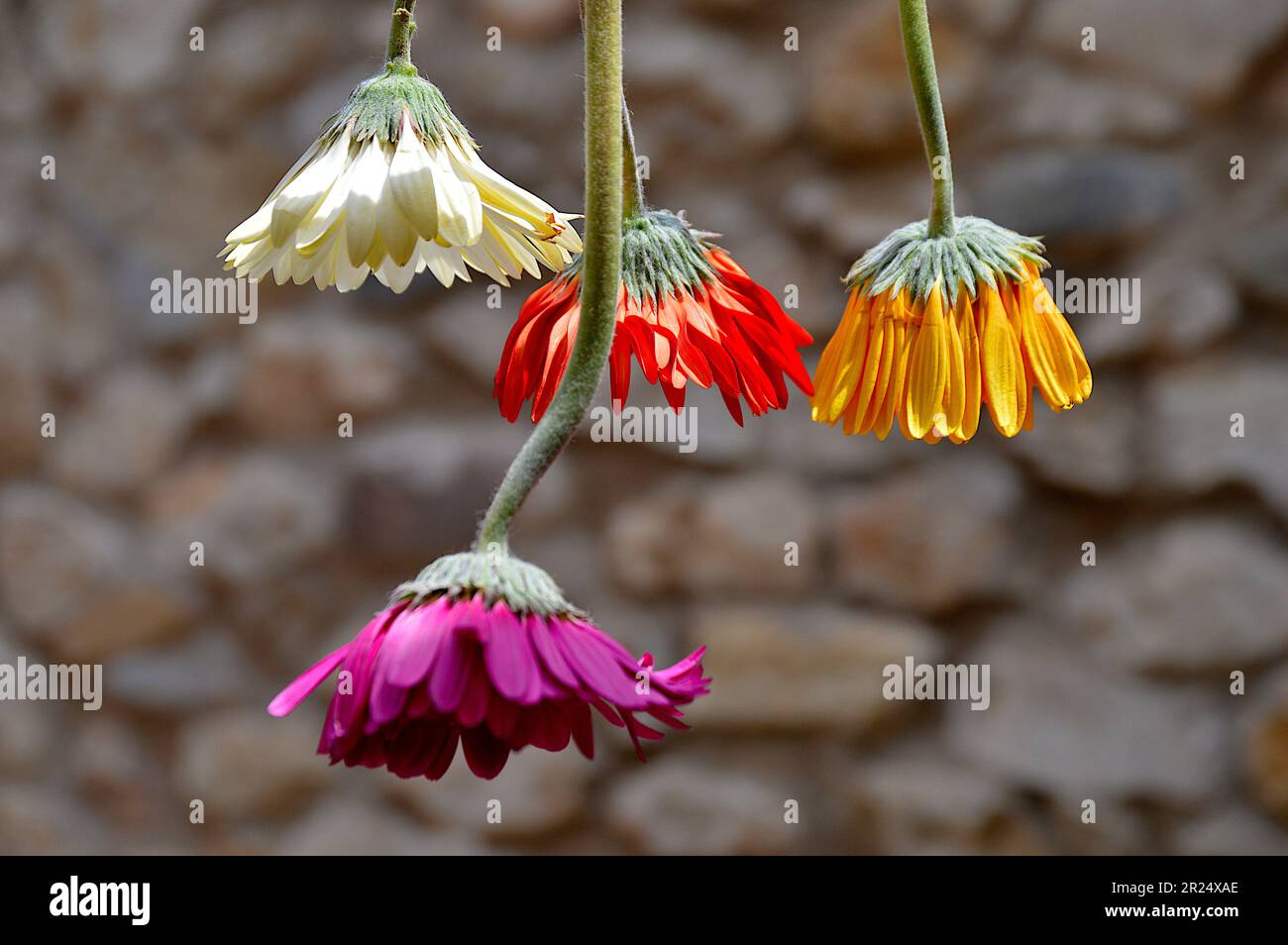 fiori d'attaccatura Foto Stock