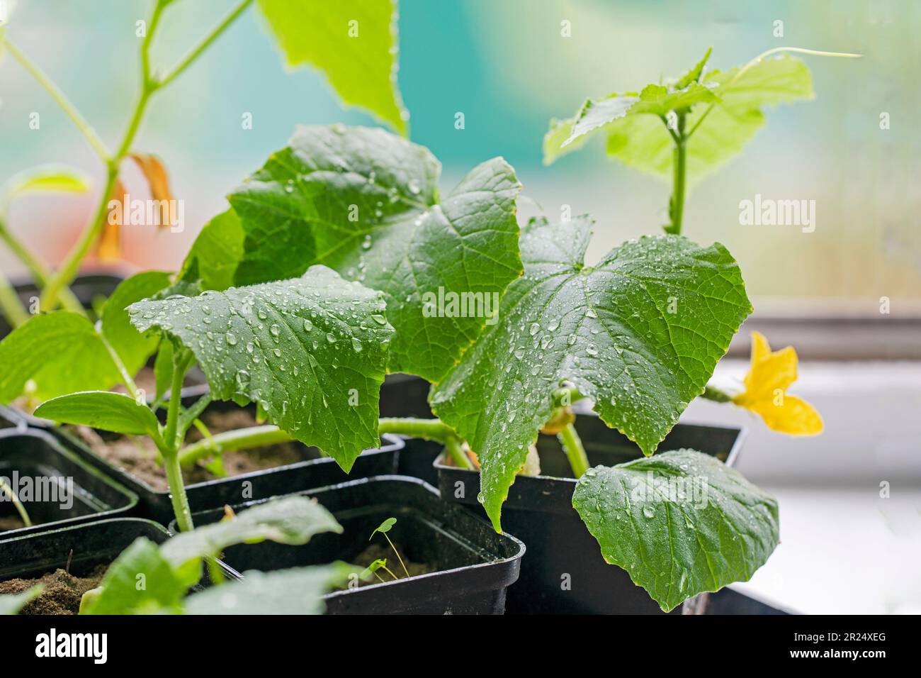 piantine di giovani cetrioli varietali in pentole speciali prima di piantare sul davanzale Foto Stock