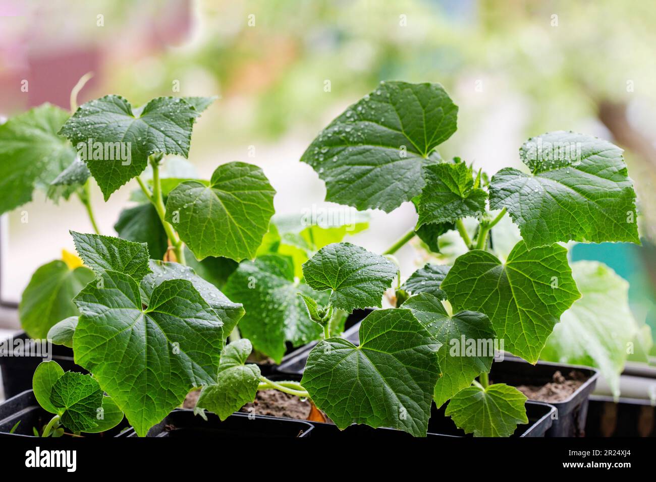 piantine di giovani cetrioli varietali in pentole prima di piantare sul davanzale Foto Stock